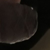 Bearchubchaser (@bearchubcheaser) 's Twitter Profile