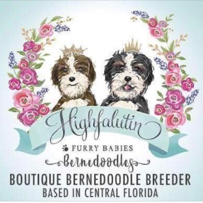 “Highfalutin Furry Babies” home raised, only the finest Bernedoodles in health, temperament, & confirmation. All colors, sizes, and generation. Champion lines!