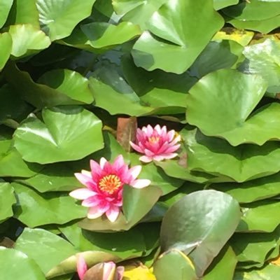 Infogalさんのプロフィール画像