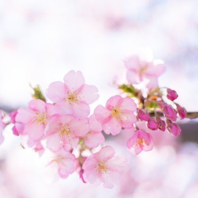 daito_fight's profile picture. 