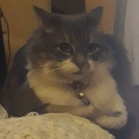 Diosito Leni (@diositoleni) 's Twitter Profile