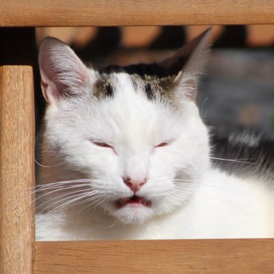 StellaRafferty1's profile picture. 