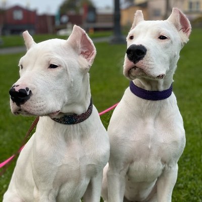 thedogogang's profile picture. Dogo Argentino Siblings | Angels Undercover 😇🥸