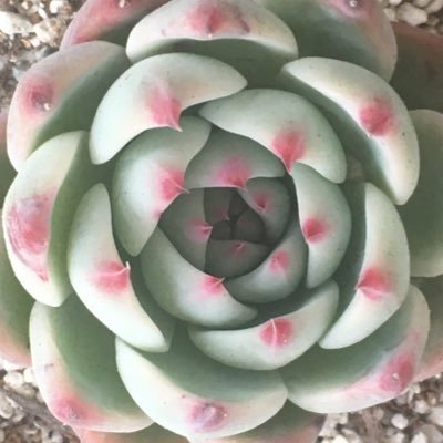 読んだり見たりたまに書いたりとか
ご依頼、ご連絡、お仕事はDMまで
嬉しかったこと ;
百合文芸3pixiv賞/百合文芸5大賞🏅