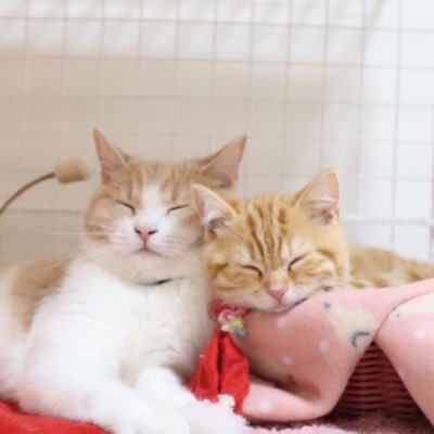 ちょみー🐈スコティッシュ/19. 7.20/女子 ぷてぃこ🐈短足マンチカン/19.11.27/女子 ぱお🐈ブリティッシュ(ライラック)/21.7.7/女子 ◆◆明記あれば無断転載⭕️◆◆ YouTube,Instagram,TikTokは↓↓↓からどうぞ!