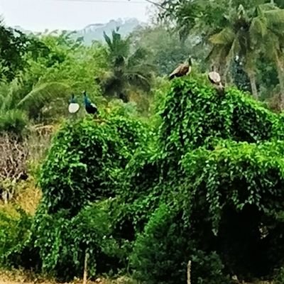 murugangotham's profile picture. hard work