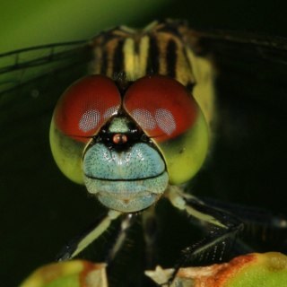 merayachon's profile picture. 