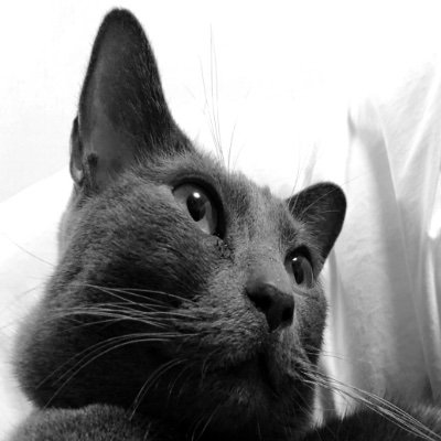 Hi ! I’m Leo, a Russian Blue cat. Thank you for coming to my page. Have fun！