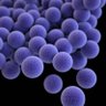Staph_papers's profile picture. Tweeting papers found on #PubMed/#bioRxiv/#medRxiv about S. aureus and other staphylococcal species #Staph