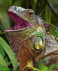 Elagarto's profile picture. ¿Sabías que los lagartos nos defendemos con el rabo?