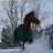 FoxCreekFarm's profile image