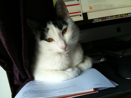 Being bossed around by three cats. Addicted to coffee and chai lattes.