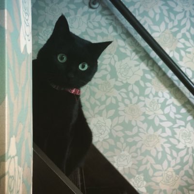 毛だまさんのプロフィール画像