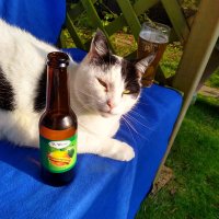 Spike 🐱 (@spikey_thecat) 's Twitter Profile