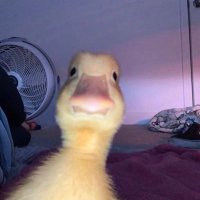gülce (@weakduality) 's Twitter Profile