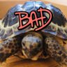 etsufuru05221's profile picture. 映画・音楽・動物・植物・Michael Jackson ロシアリクガメ🐢夫婦と子亀🐢14匹、メダカ(楊貴妃)・野鳥・猫 など無言フォロー失礼します。 宜しくお願いします。