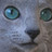 Soul Love Russian Blue Cats! ロシアンブルーのアイコン