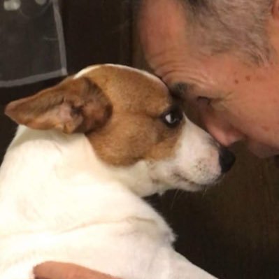 puyo87721760's profile picture. 元気であること(健康と活動)を考え、2か月のジャックわんこが我が家へやってきた❣️咬まない・吠えない(我が家のわんこはいつもそう)がモットー！そんな「ぷよ」の可愛さ、悪さ、ぐーたらさ、の動画❣️2013年11月生まれ、ブログhttps://t.co/elyRsVemMh