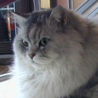 Nasrs2c's profile picture. 増田貴久くん強め💛NEWS 💜💛💚METROCK2023🎶NEWSEXPO🎶　ネコ好き🐱  チョコ好き🍫  添削指導員✍️ RT用@7TKHSMSD4