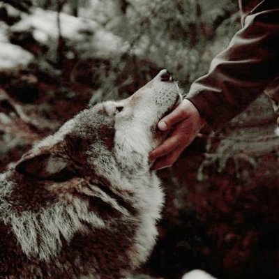 tweets lines from the green creek series — wolfsong, ravensong, heartsong & brothersong by @tjklune every 2 hours 🐺🌕🐾