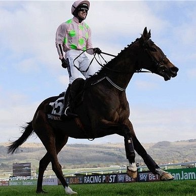 The Parade Ring Profile