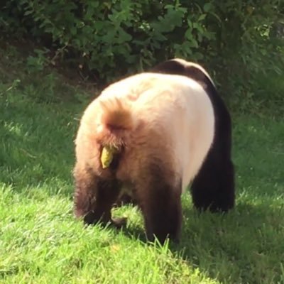 knidzou's profile picture. 