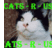 StrayCatsRus's profile image