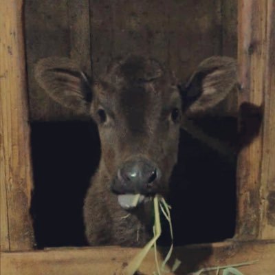 黒毛和牛を飼育している、脱サラ和牛農家です。牛さん達との日常を発信していきます！