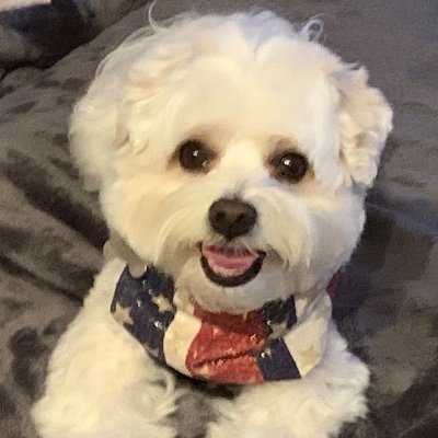 Very opinionated white fluffy dog.  #Alldogsmatter #MAGA🇺🇸#Trump2024