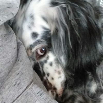 Estimo el meu Pais ||*|| .Ningú em farà ser el que no sóc.