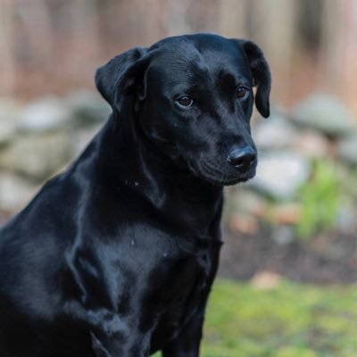 irishkey9's profile picture. 