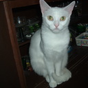 Barb Allard - @bluepearl99 - Twitter