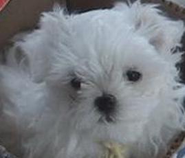 maggie_maggie19's profile picture. I'm cute and fluffy! LOL  new to twitter haha!