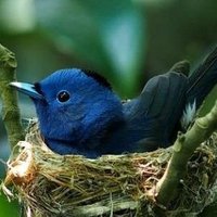Kuşlar diyarı (@_micro_earth_) Twitter profile photo