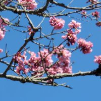 Dr. Marvin Lerner M.D., Ph.D. (@drmlernermdphd) 's Twitter Profile Photo