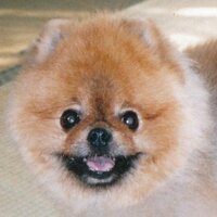 デッカード (@deckard_oh) 's Twitter Profile