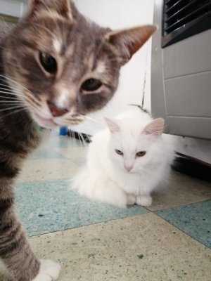 1humanxmas's profile picture. 