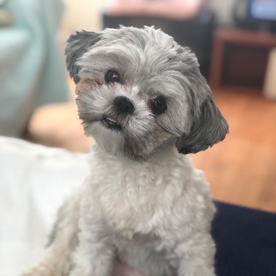 Hi I’m Finn! I enjoy long walks & sleeping on the back of the couch like a cat. My mom says I have a Shih Tzu Attitude: I do what I want! #shihttytude