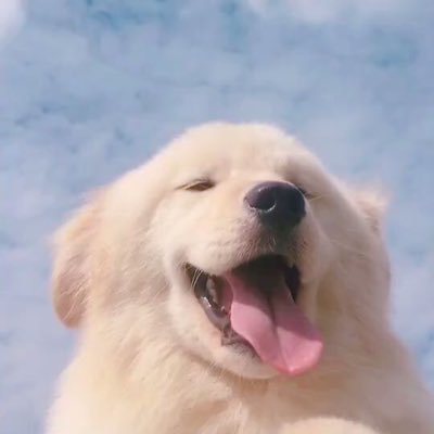 GoodDogoo's profile picture. Henlo! I’m the Goodboy!!