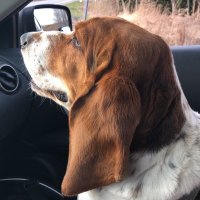 AintNothingButAHoundDog (@nthnbutahounddg) 's Twitter Profile Photo