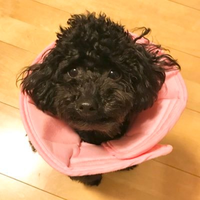 あんみつ على تويتر 成城石井のレバーペースト美味 レバーペースト 成城石井 お家ご飯 家族ご飯