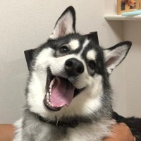 我が名はキラ!副業相互100🐺 (@cod94524956) 's Twitter Profile