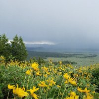 anne lanjuin (@anneokit) 's Twitter Profile