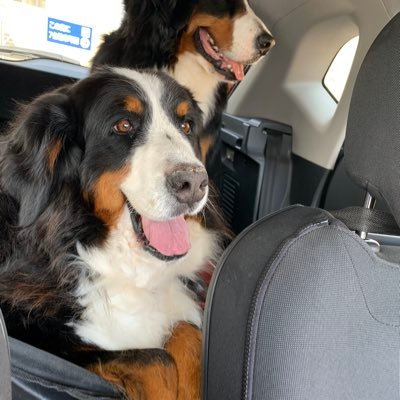 CheeseburgerM_Y's profile picture. バーニーズ２頭と食べ物の話。 ２頭共お空組になっちゃいました。NFL最高。 人生の自慢はLAL優勝時のシャックと体重同じだった時期がある事。 #マジバケ #オクトラ #鈴蘭の剣 #ワド部 #せまいとこクラブ2号