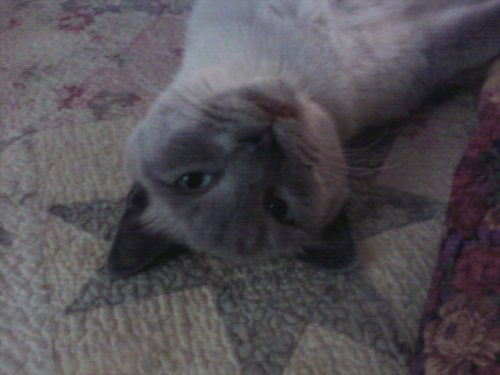 4Cynthia's profile picture. nature, art, pets, history, food and Fun. Facebook pages: Barnhouse preservation, bigorangecat, Cindys simplified knit and crochet club,