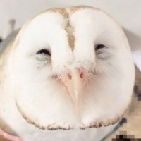 🦉つるめぐ🦉 (@294mee) 's Twitter Profile