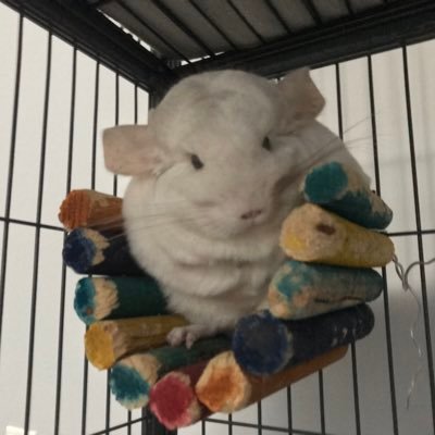 Arroechinchilla Profile Picture