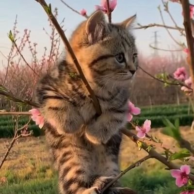 Safira92038417's profile picture. 