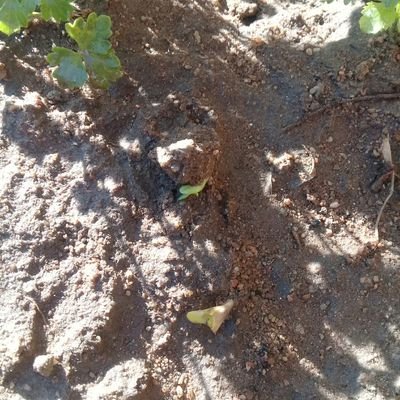 JEDIDIAHSULEYM1's profile picture. MY JAH