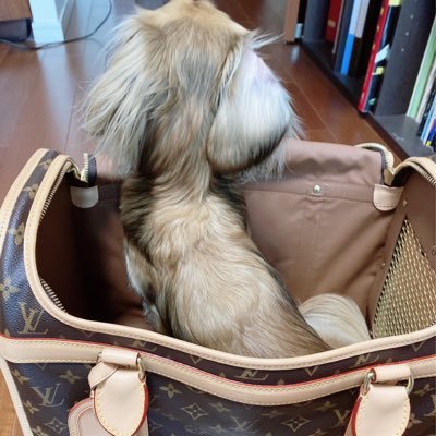 kumagooon's profile picture. 